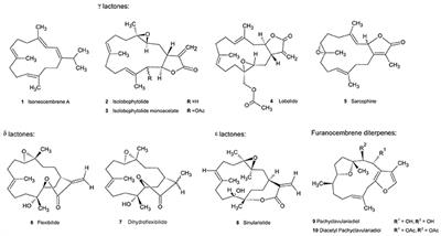 Quorum Sensing Interference and Structural Variation of Quorum Sensing Mimics in Australian Soft Coral